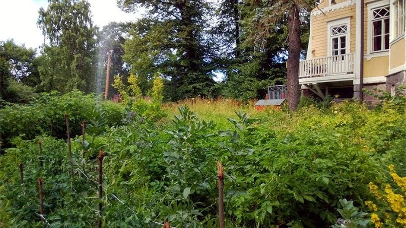 Myös Maan ystävillä on luomukasvimaa Pauligin huvilalla. Tässä kuvassa kasvaa herneitä ja perunoita. Kuva Jukka Liukkonen