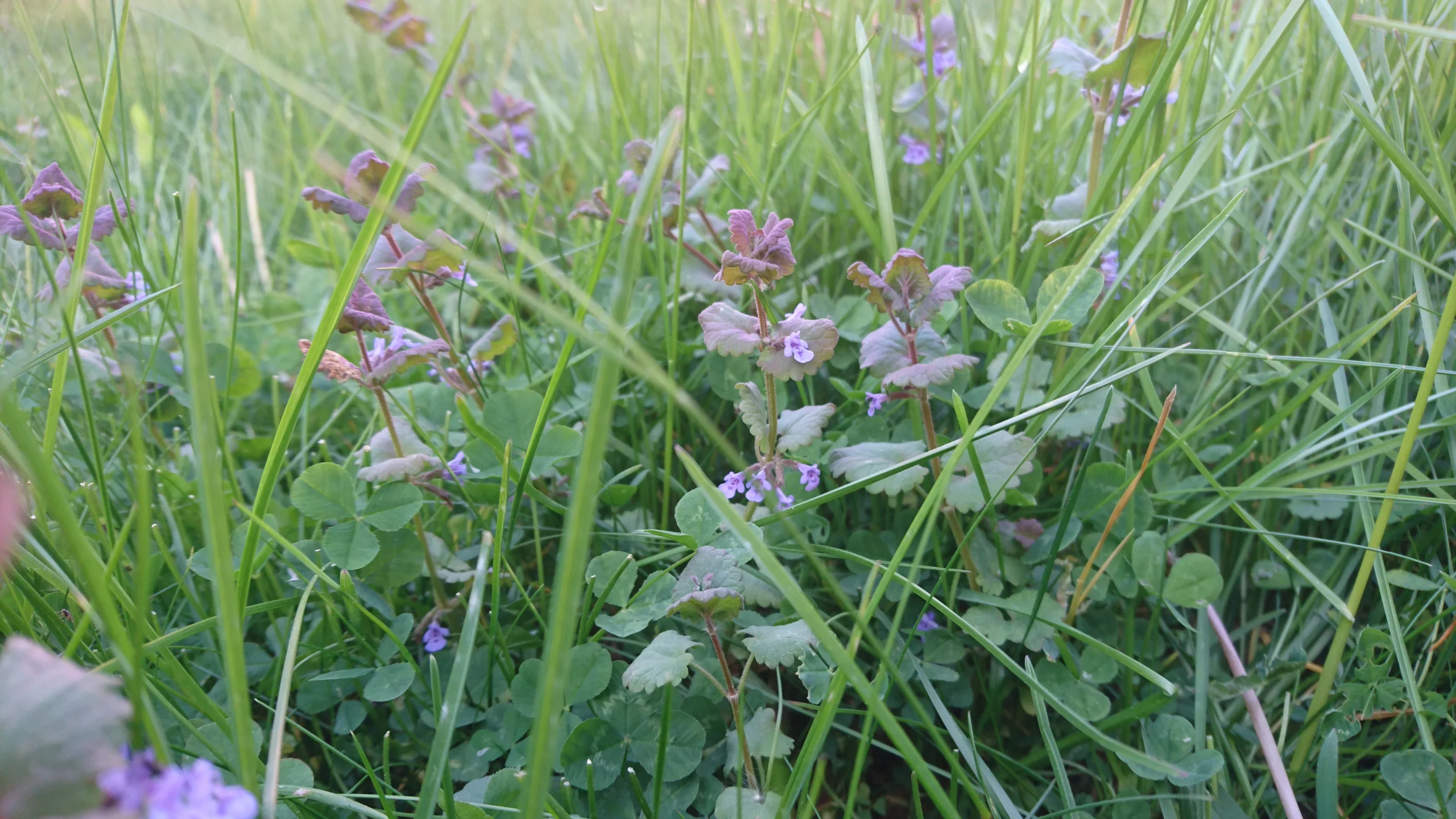 Hyvästi, turhat nurmikot!