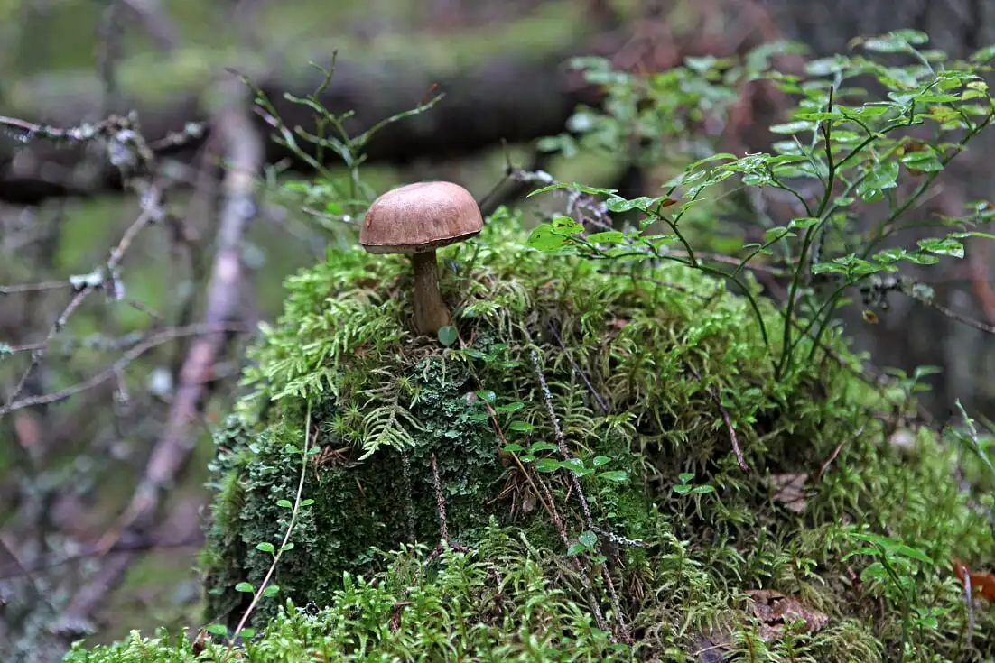 Jatkuvan kasvatuksen elämän monimuotoisuus näkyy myös aluskasvillisuudessa. Kuva: Noora Ojala.