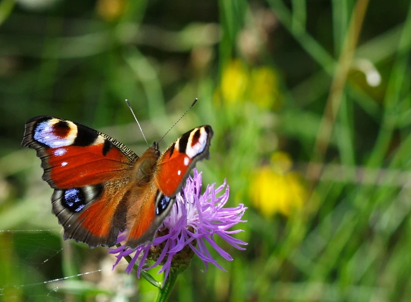 Pölyttäjäryhmän kokous ke 11.12. // Pollinator group meeting Wed Dec 11