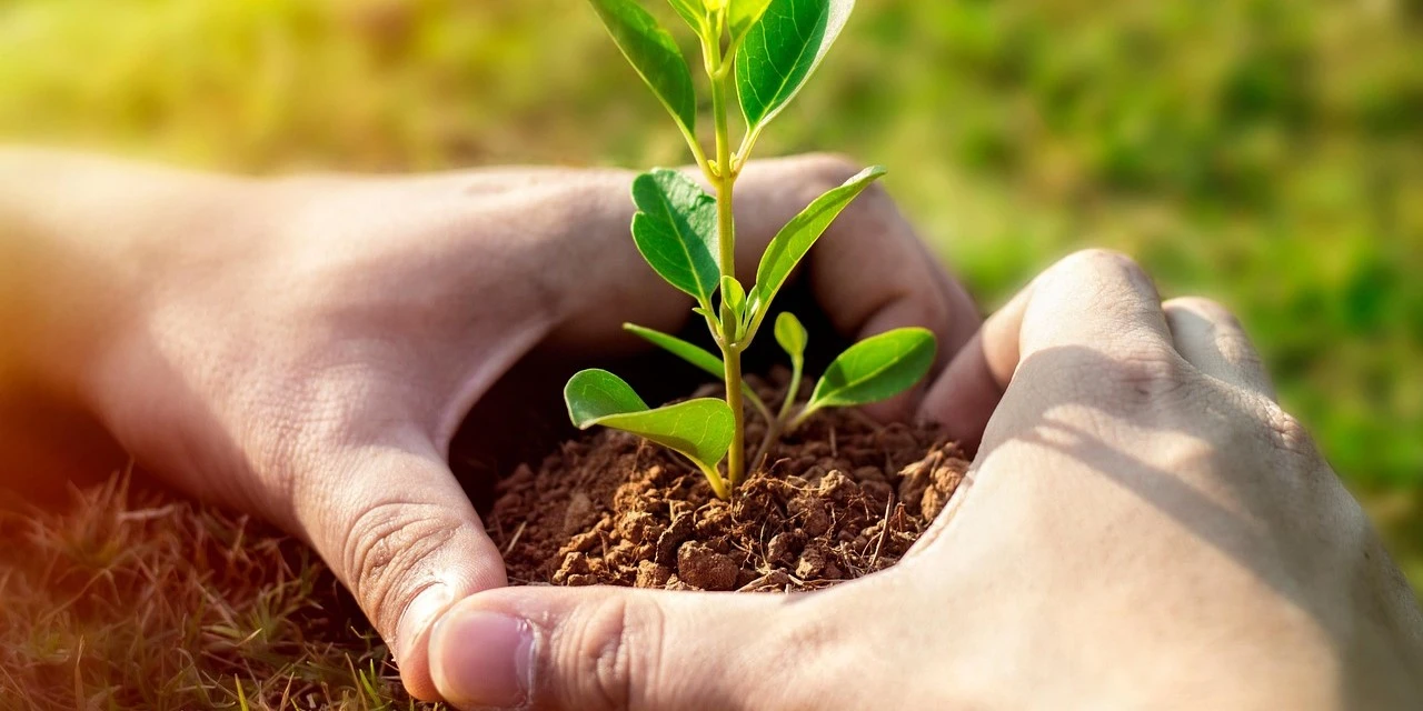 Metsäpuutarha talkoot