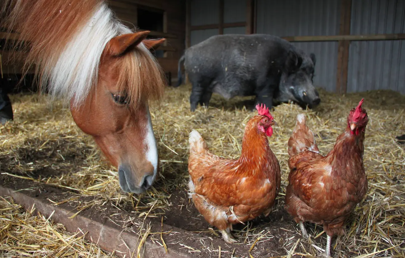 Tuulispään tuki – vegaaniruokaa & eläinten elämää – Kupolin herkku